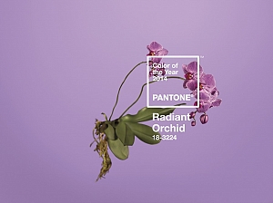 /P-157-50-B1-mode,-decoration,-mariage-la-couleur-pantone-2014-en-vedette.html